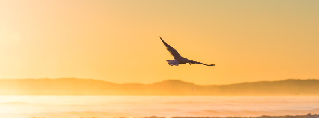 Bird-flying-at-sunrise